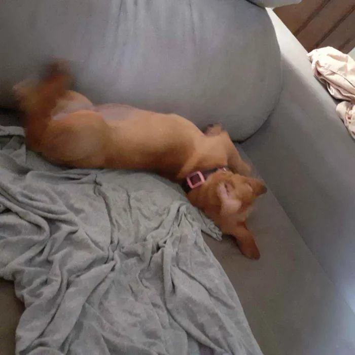 Cachorro ra a Salcicha  idade 2 a 6 meses nome Luna