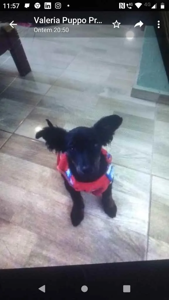 Cachorro ra a Mix de poodle idade 2 a 6 meses nome Filhotinha