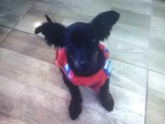 Cachorro ra a Mix de poodle idade 2 a 6 meses nome Filhotinha