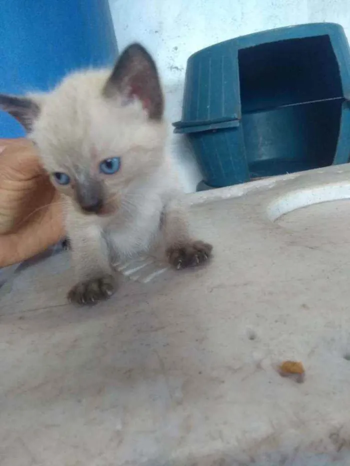Gato raça Siamês idade Abaixo de 2 meses nome Sem nome