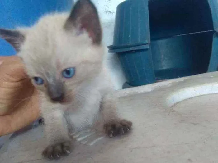 Gato raça Siamês idade Abaixo de 2 meses nome Sem nome