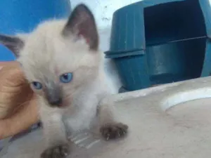 Gato raça Siamês idade Abaixo de 2 meses nome Sem nome