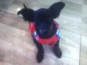 Cachorro raça Mix de poodle idade 2 a 6 meses nome Filhotinha