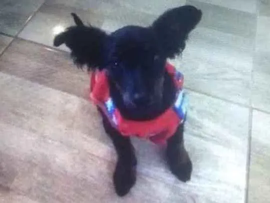 Cachorro ra a Mix de poodle idade 2 a 6 meses nome Filhotinha
