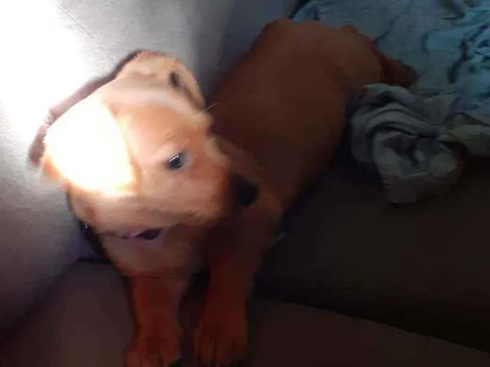 Cachorro ra a Salcicha  idade 2 a 6 meses nome Luna