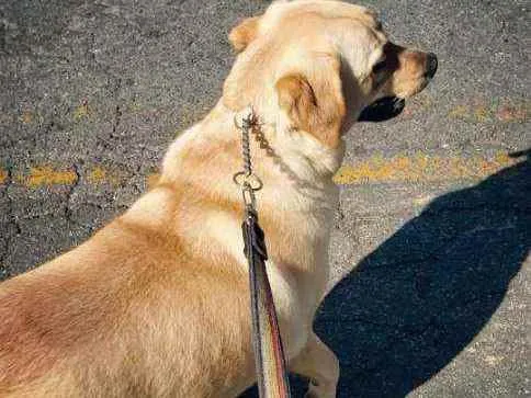 Cachorro ra a Labrador idade 7 a 11 meses nome Maia