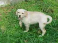Maia