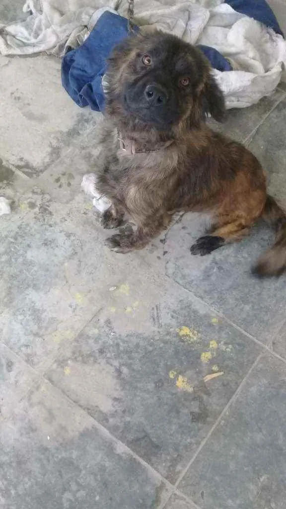 Cachorro raça SRD idade 7 a 11 meses nome Zeca