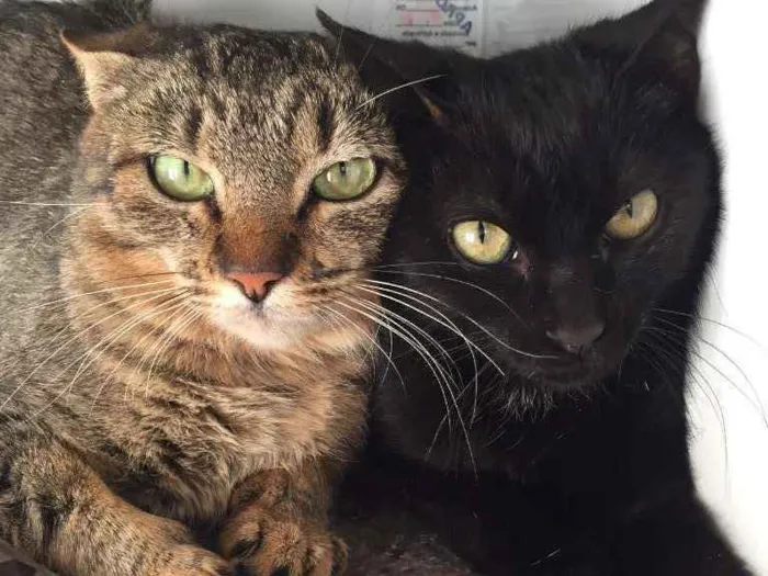 Gato raça SRD-ViraLata idade 2 a 6 meses nome Sallem