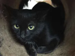 Gato raça SRD-ViraLata idade 2 a 6 meses nome Sallem