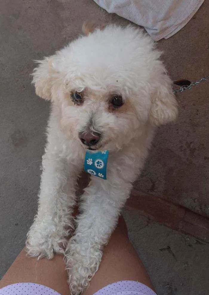 Cachorro raça Poodle  idade 3 anos nome Thor