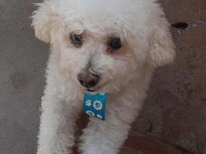 Cachorro raça Poodle  idade 3 anos nome Thor