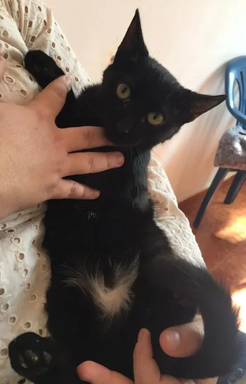 Gato raça SRD-ViraLata idade 2 a 6 meses nome Sallem