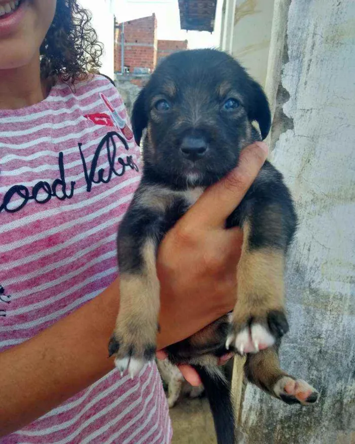 Cachorro raça Srd idade Abaixo de 2 meses nome Filhote