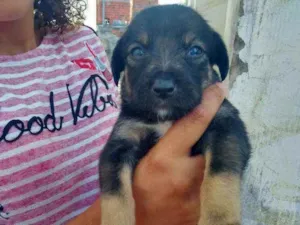 Cachorro raça Srd idade Abaixo de 2 meses nome Filhote
