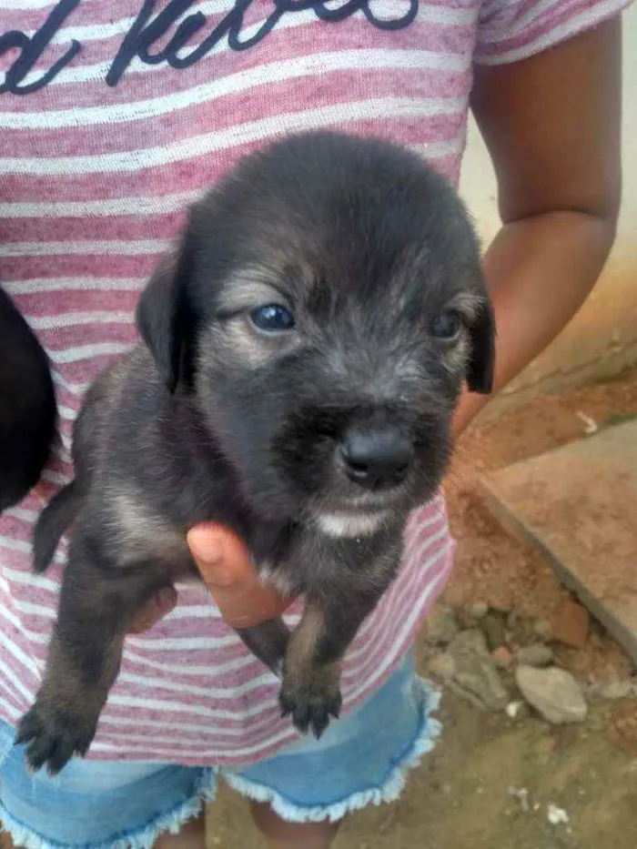 Cachorro raça Srd idade Abaixo de 2 meses nome Filhote