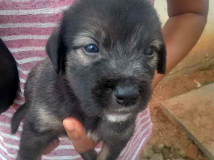 Cachorro raça Srd idade Abaixo de 2 meses nome Filhote