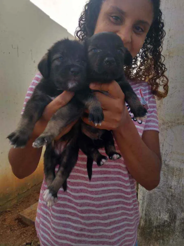Cachorro raça Srd idade Abaixo de 2 meses nome Filhotes