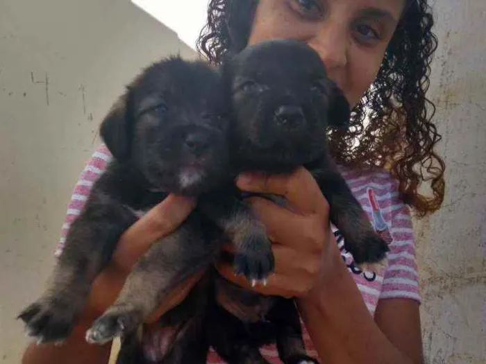 Cachorro raça Srd idade Abaixo de 2 meses nome Filhotes