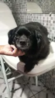 Pipoca