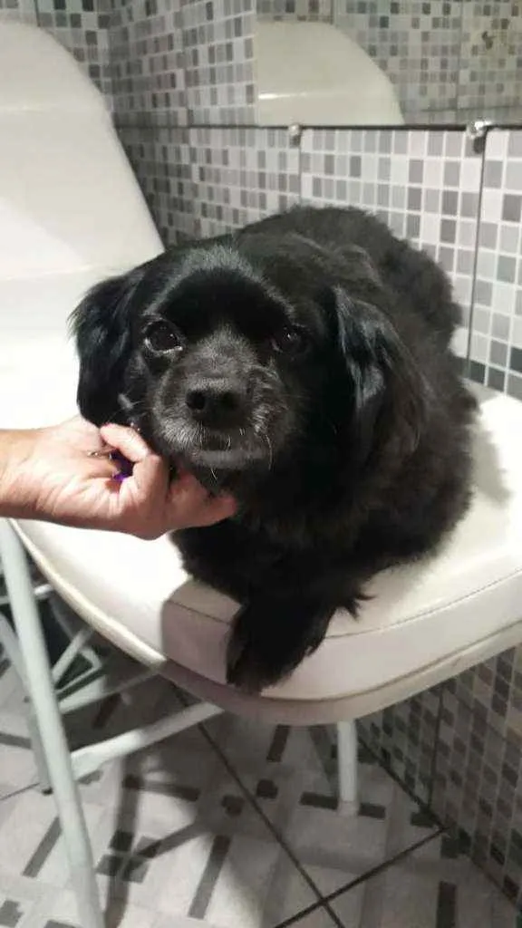 Cachorro ra a Mestiça de pequinês  idade 3 anos nome Pipoca