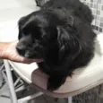 Pipoca