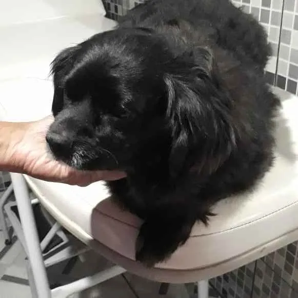 Cachorro ra a Mestiça de pequinês  idade 3 anos nome Pipoca