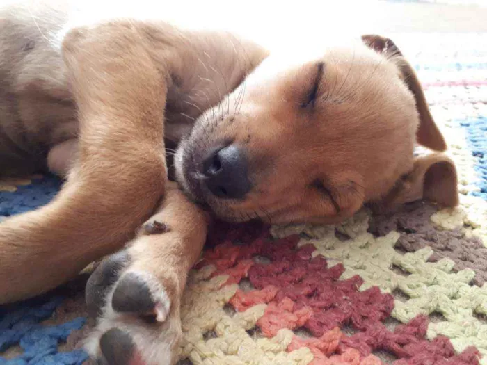 Cachorro ra a Vira lata idade 2 a 6 meses nome Sem nome