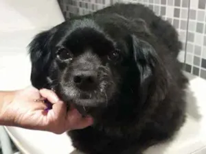 Cachorro raça Mestiça de pequinês  idade 3 anos nome Pipoca