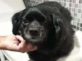 Pipoca
