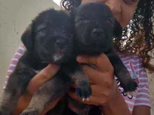 Cachorro raça Srd idade Abaixo de 2 meses nome Filhotes