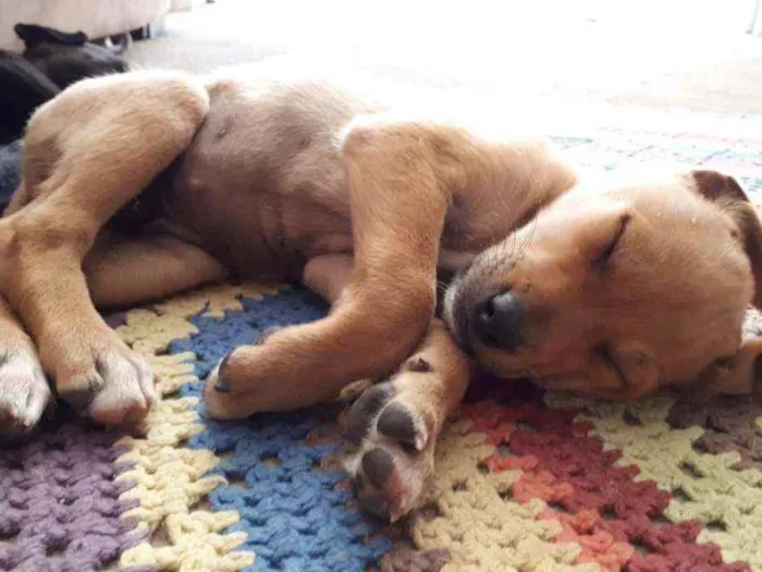 Cachorro ra a Vira lata idade 2 a 6 meses nome Sem nome