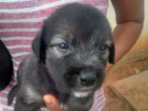 Cachorro raça Srd idade Abaixo de 2 meses nome Filhote