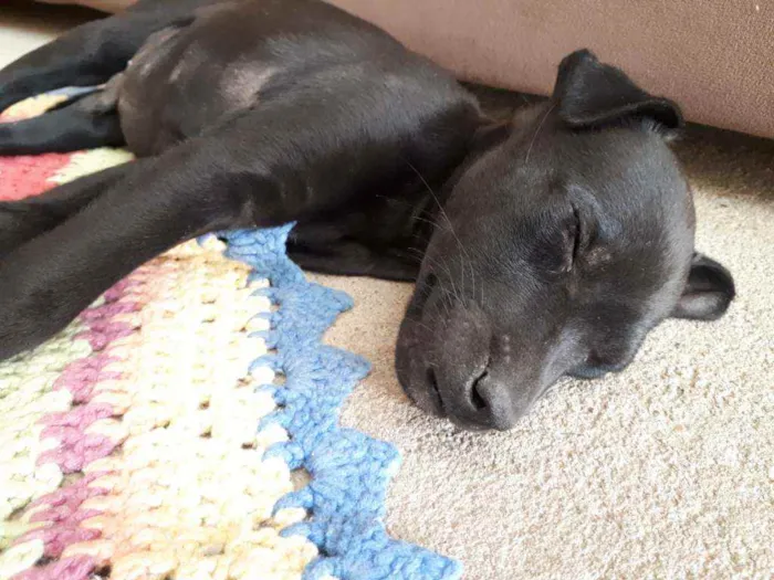 Cachorro ra a Vira lata idade 2 a 6 meses nome Sem nome