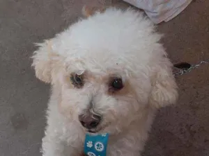 Cachorro raça Poodle  idade 3 anos nome Thor