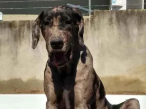 Cachorro raça Dog Alemão  idade 3 anos nome Pandora