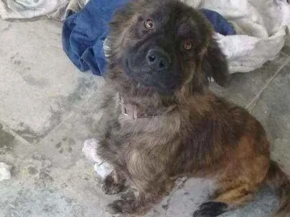 Cachorro raça SRD idade 7 a 11 meses nome Zeca