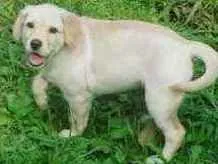 Cachorro ra a Labrador idade 7 a 11 meses nome Maia