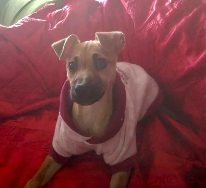 Cachorro ra a Mestiça  idade 2 a 6 meses nome Nina 