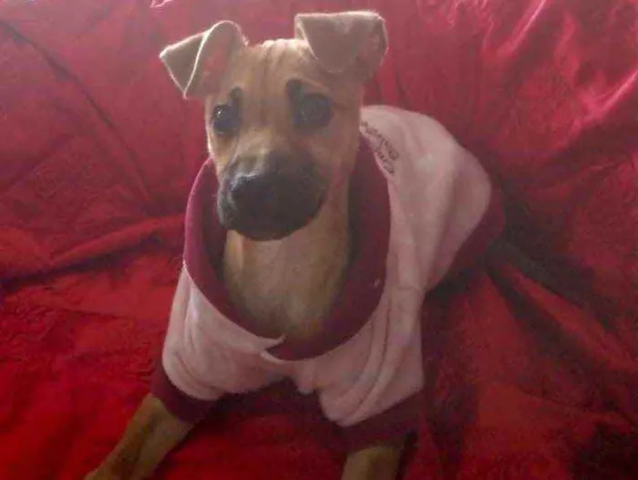 Cachorro ra a Mestiça  idade 2 a 6 meses nome Nina 