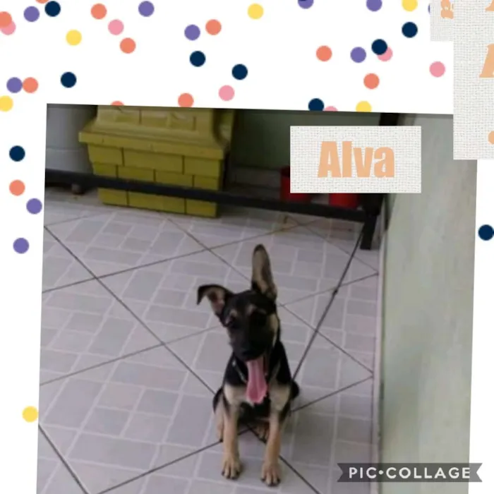 Cachorro ra a SRD/PASTOR idade 2 a 6 meses nome ALVA