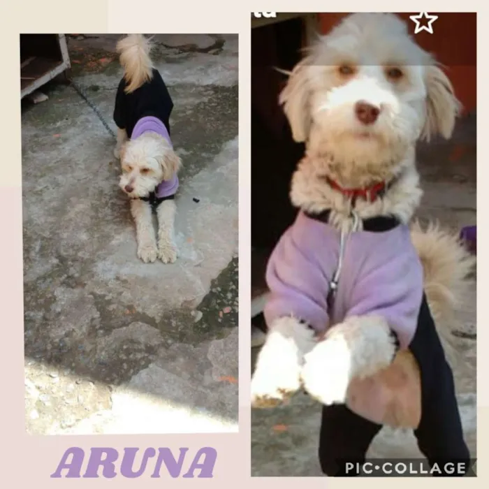 Cachorro ra a SRD-ViraLata idade 1 ano nome ARUNA