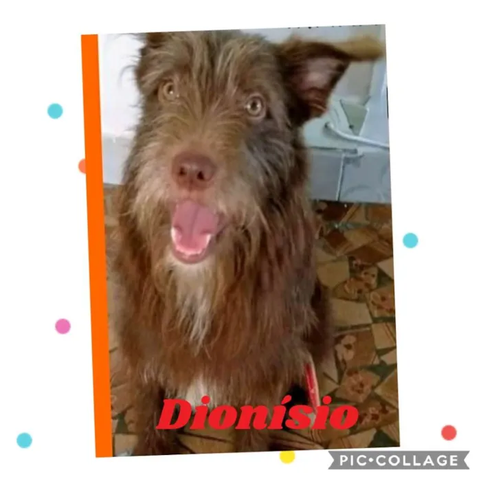 Cachorro ra a SRD-ViraLata idade 1 ano nome DIONÍSIO