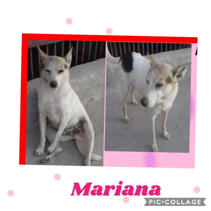 Cachorro ra a SRD-ViraLata idade 2 anos nome MARIANA