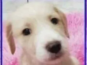 Cachorro raça SRD-ViraLata idade 2 a 6 meses nome CARLINHOS