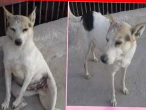 Cachorro raça SRD-ViraLata idade 2 anos nome MARIANA