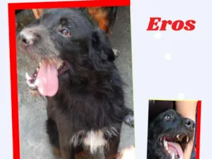 Cachorro raça SRD-ViraLata idade 2 anos nome EROS