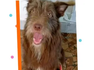 Cachorro raça SRD-ViraLata idade 1 ano nome DIONÍSIO