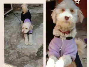 Cachorro raça SRD-ViraLata idade 1 ano nome ARUNA