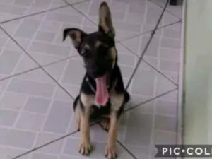 Cachorro raça SRD/PASTOR idade 2 a 6 meses nome ALVA
